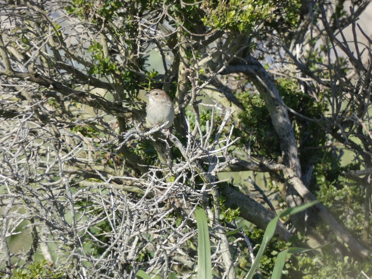 Cassin's Sparrow - ML632520780