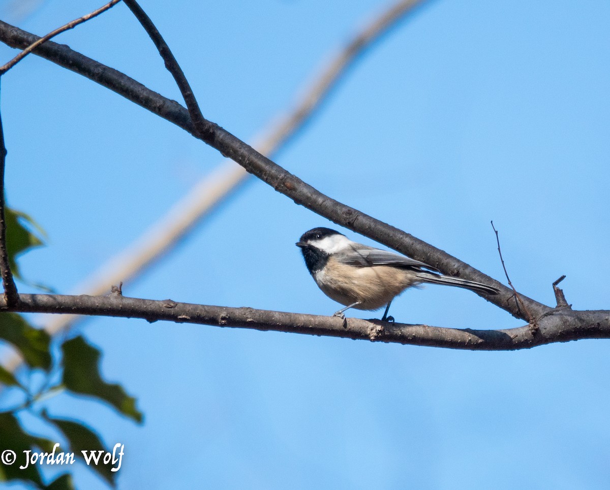 Black-capped Chickadee - ML632520894
