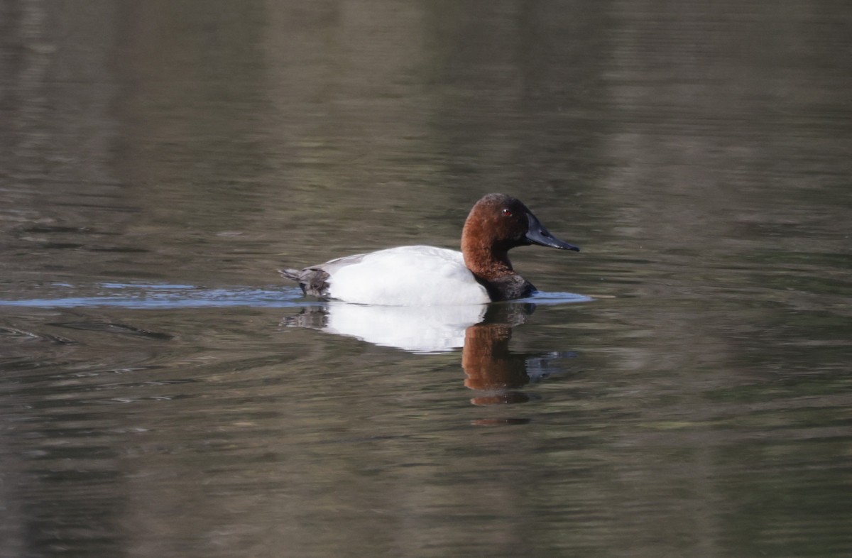 Canvasback - ML632521077