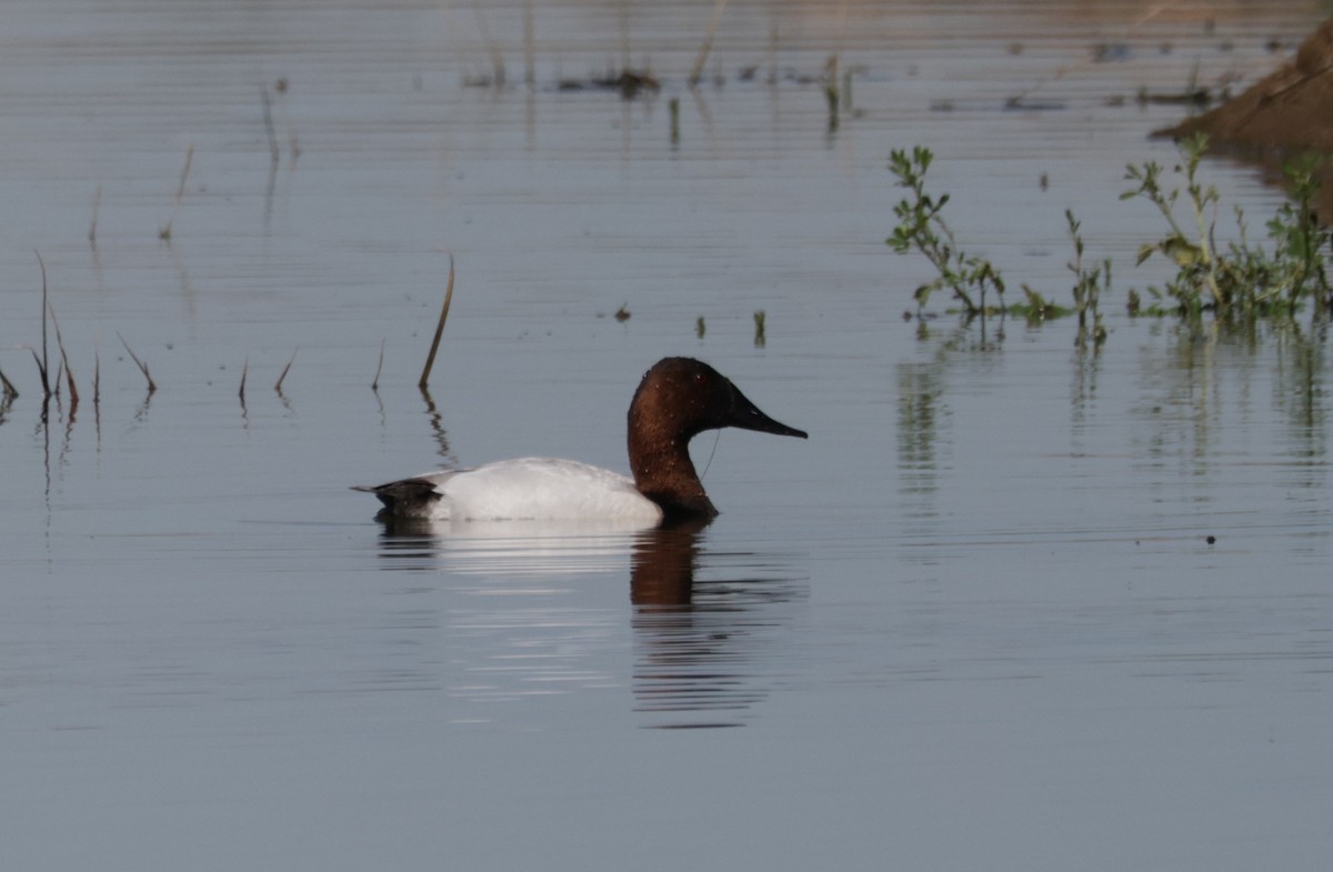 Canvasback - ML632521078