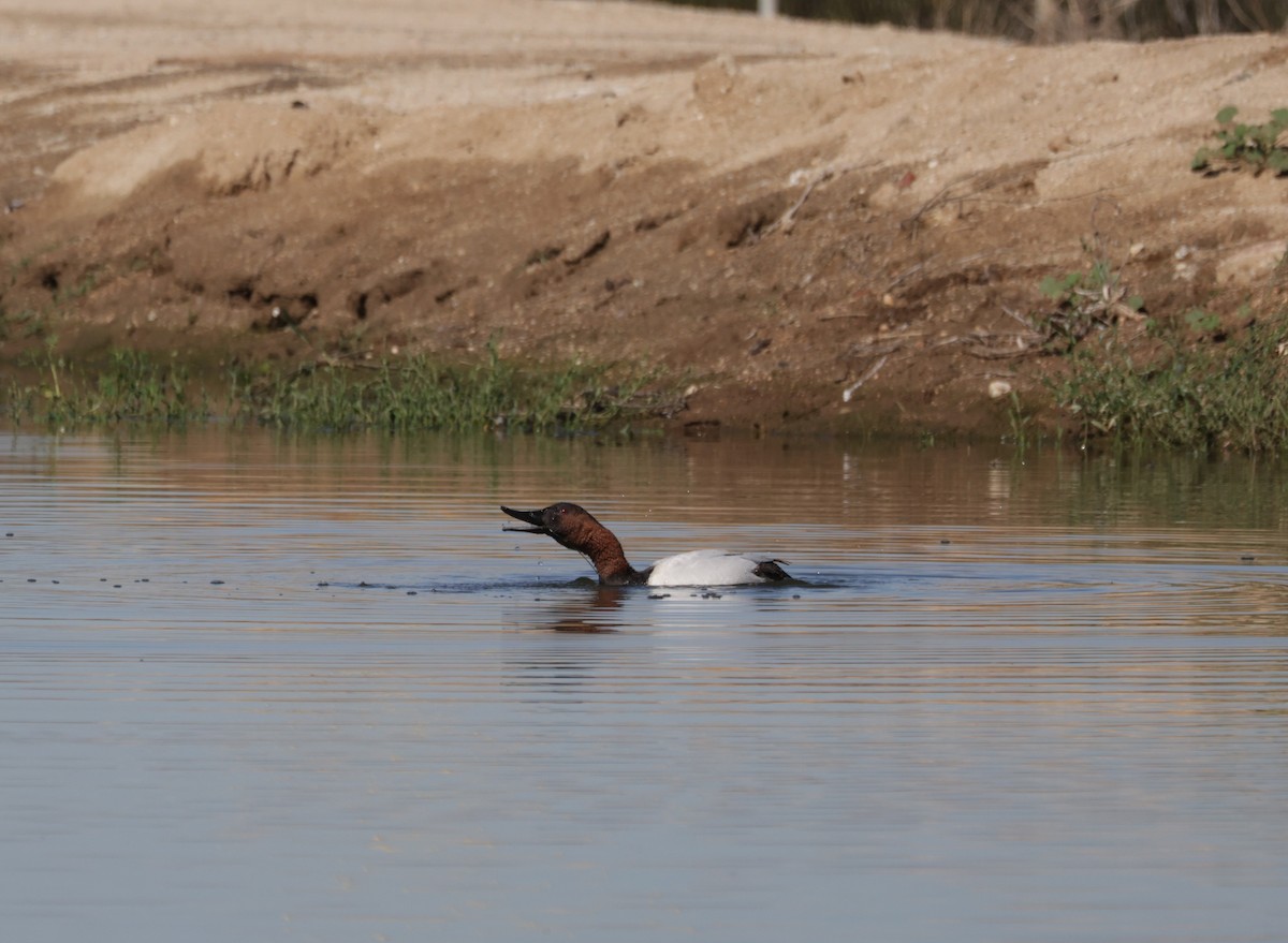 Canvasback - ML632521080