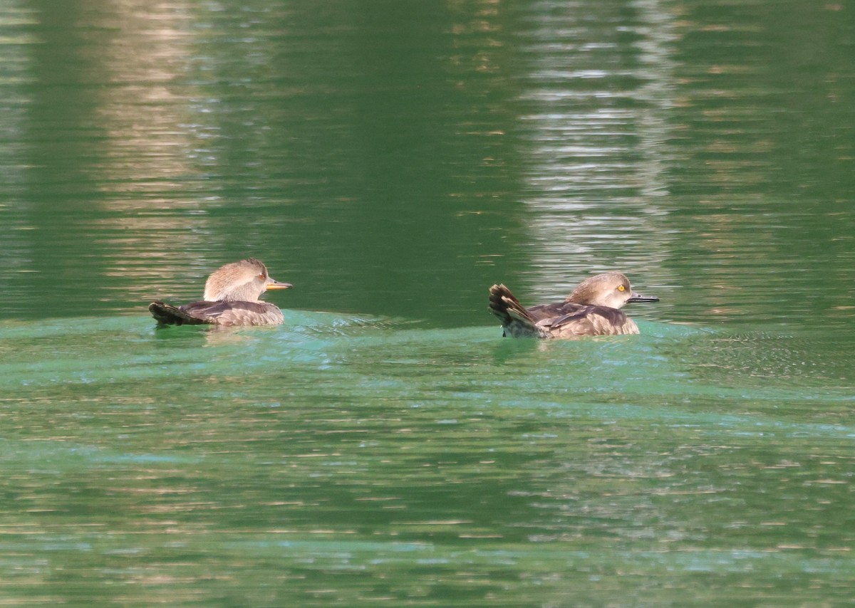 Hooded Merganser - ML632521083