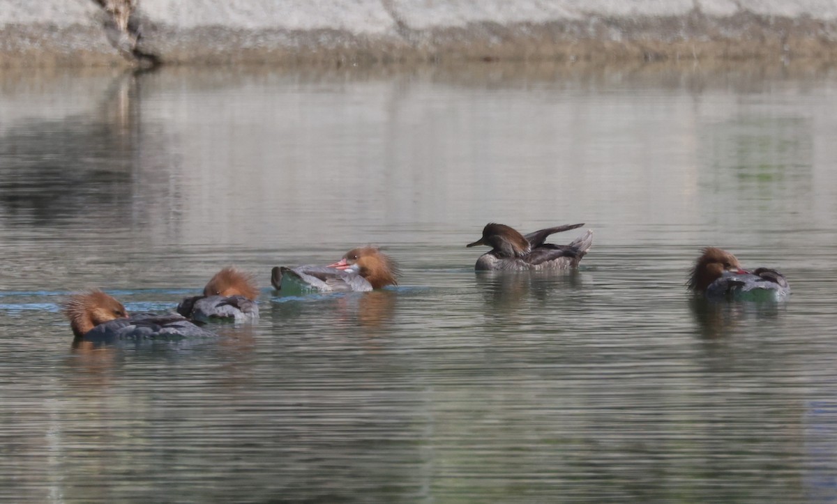 Common Merganser - ML632521093