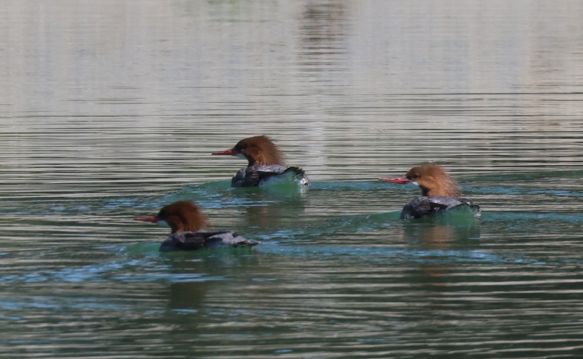 Common Merganser - ML632521094