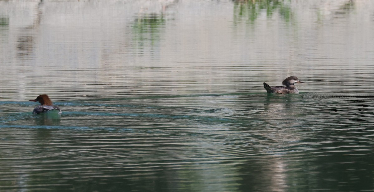 Common Merganser - ML632521095