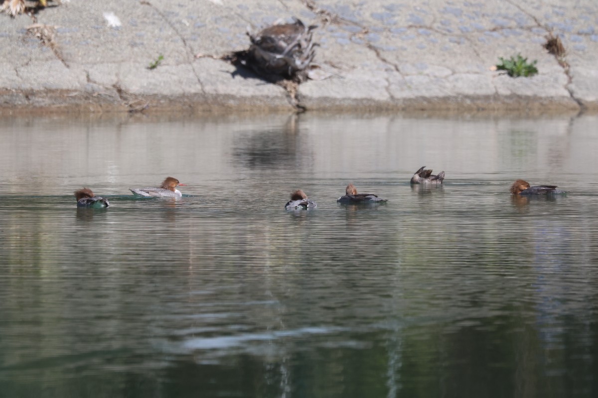 Common Merganser - ML632521096