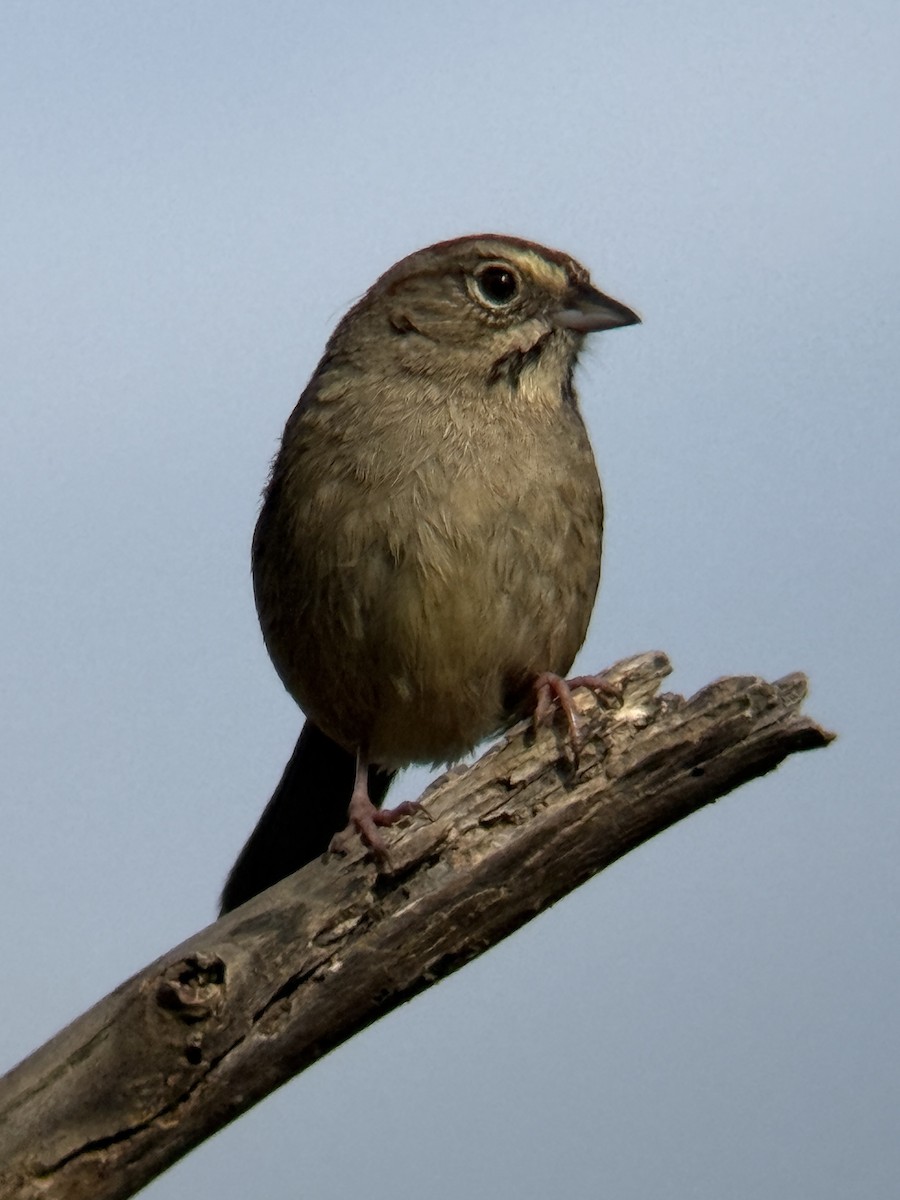 Rufous-crowned Sparrow - ML632521228