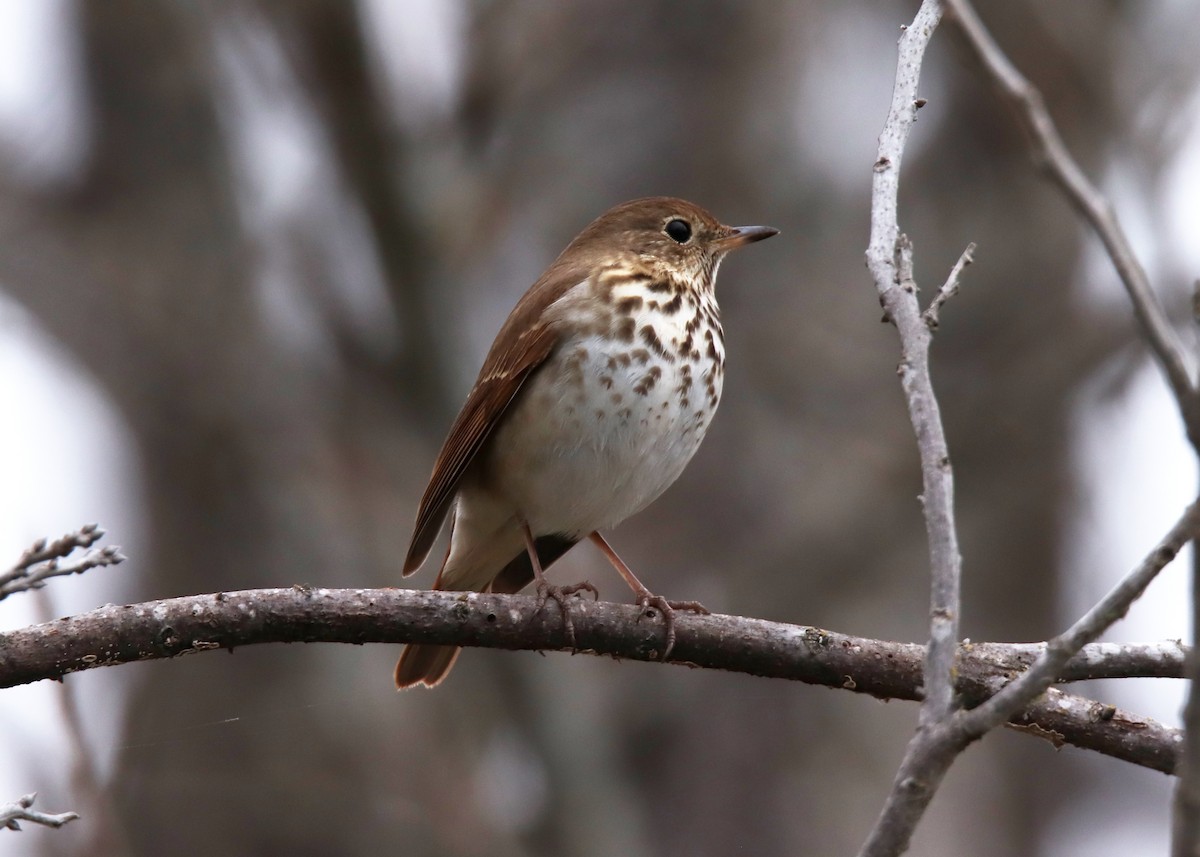 Hermit Thrush - ML632521324
