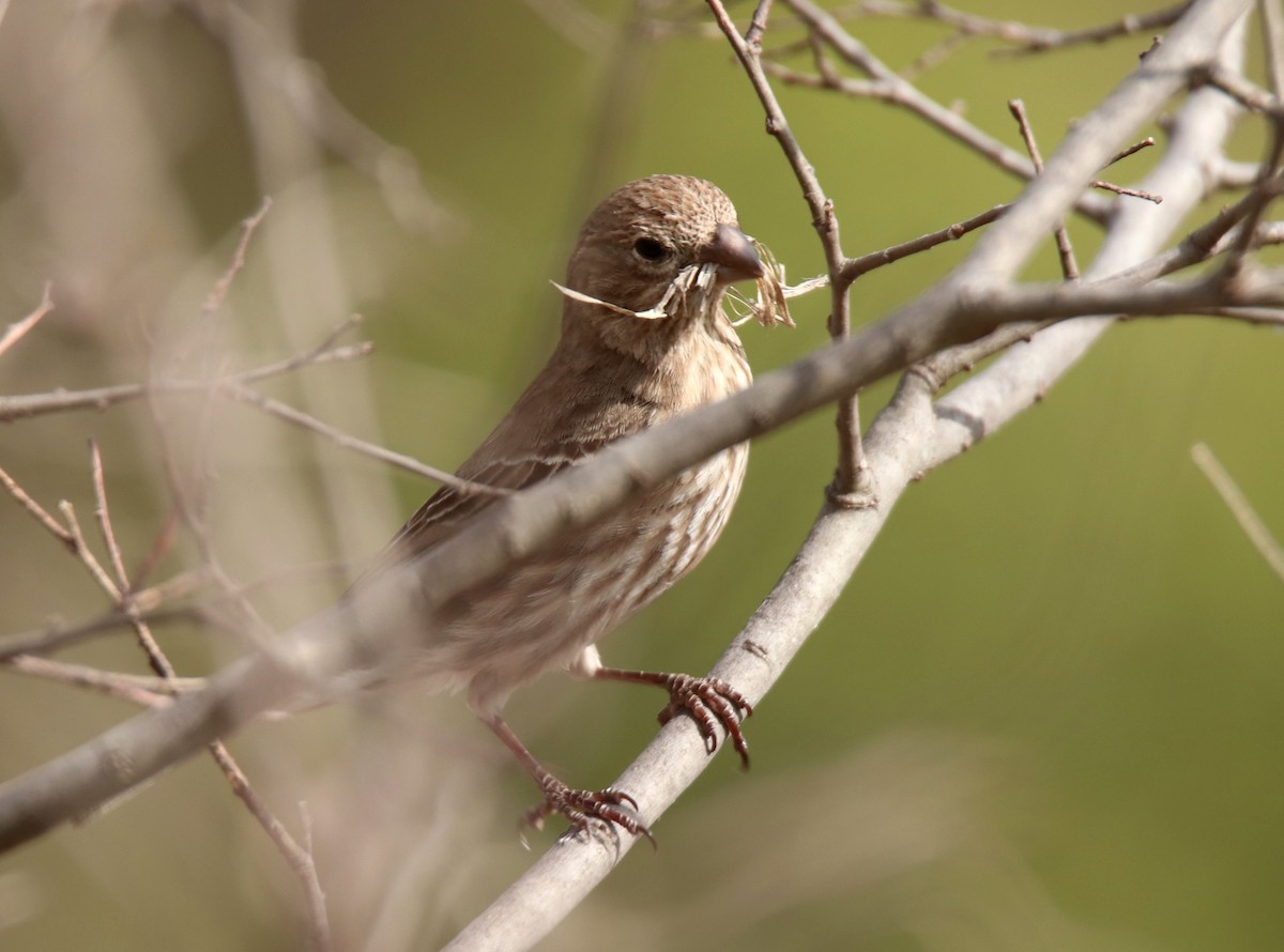 House Finch - ML632521400