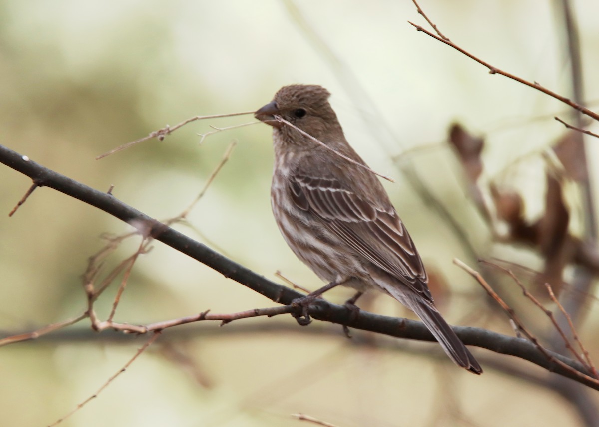 House Finch - ML632521404