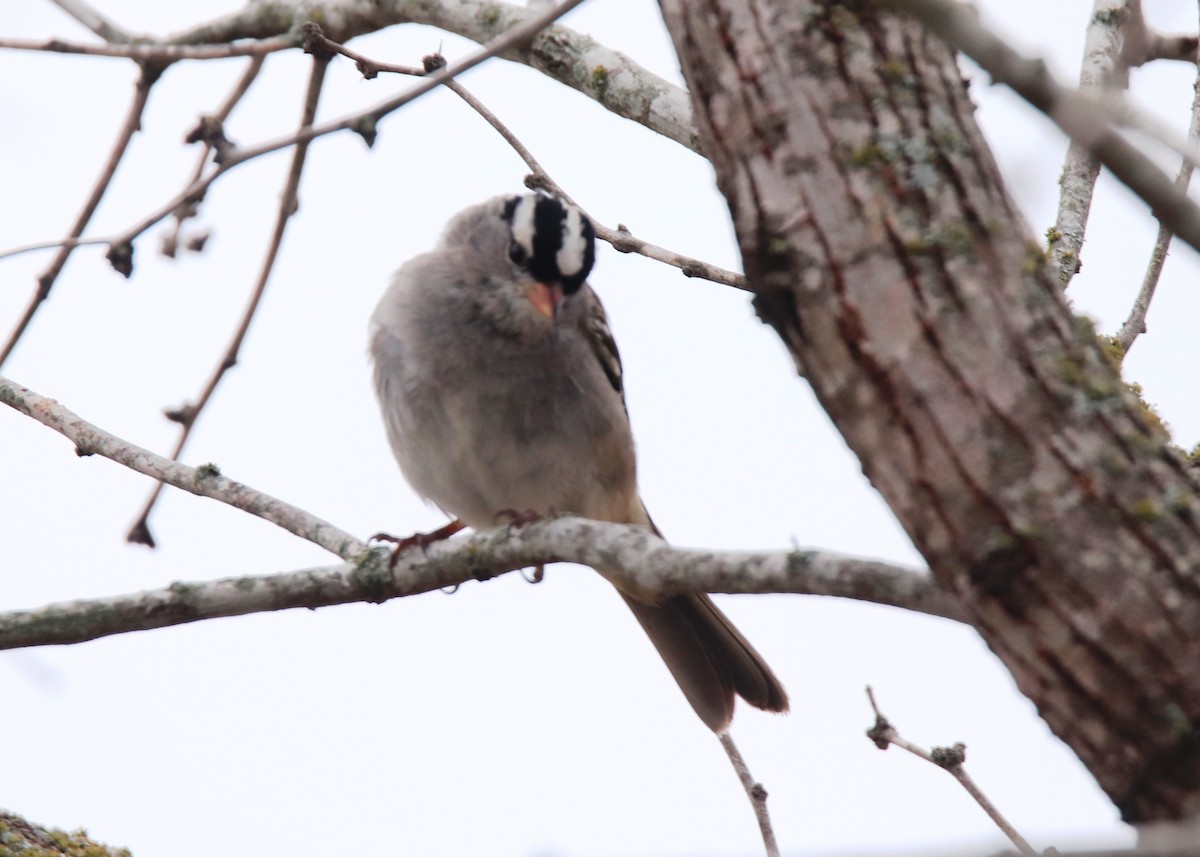 White-crowned Sparrow - ML632521462