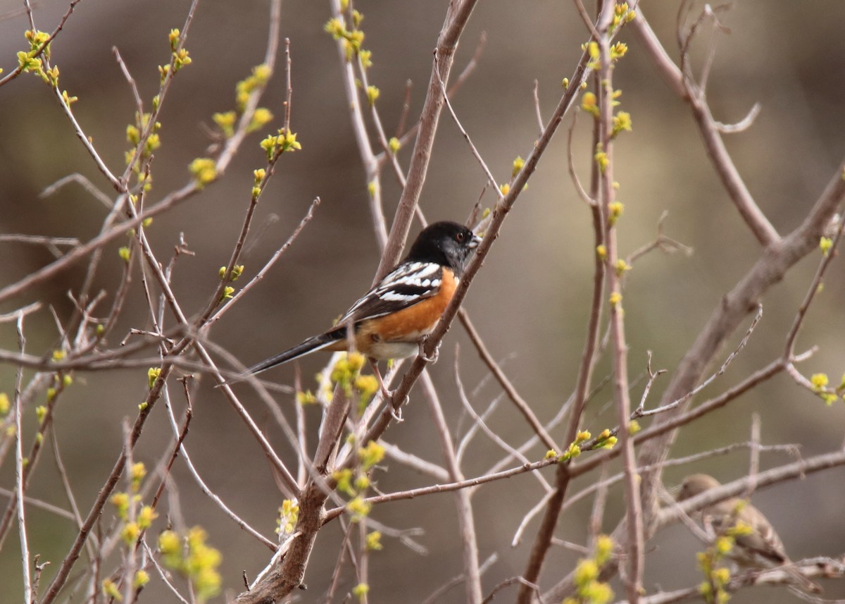 Spotted Towhee - ML632521470