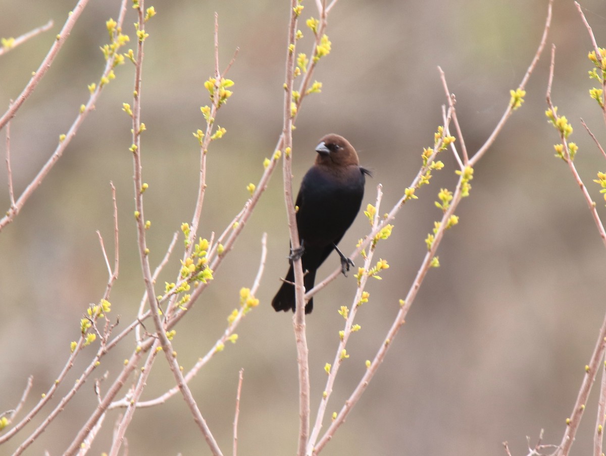 Brown-headed Cowbird - ML632521488