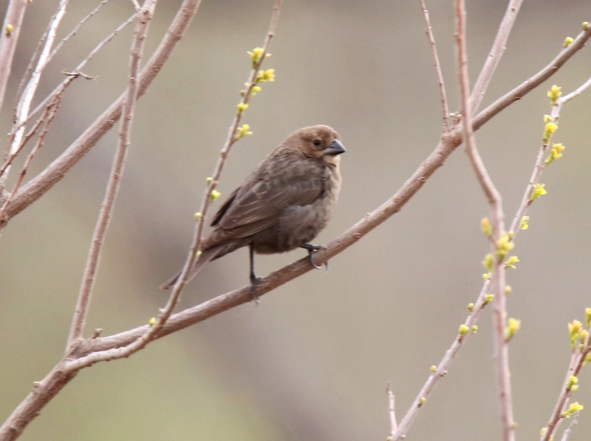 Brown-headed Cowbird - ML632521493