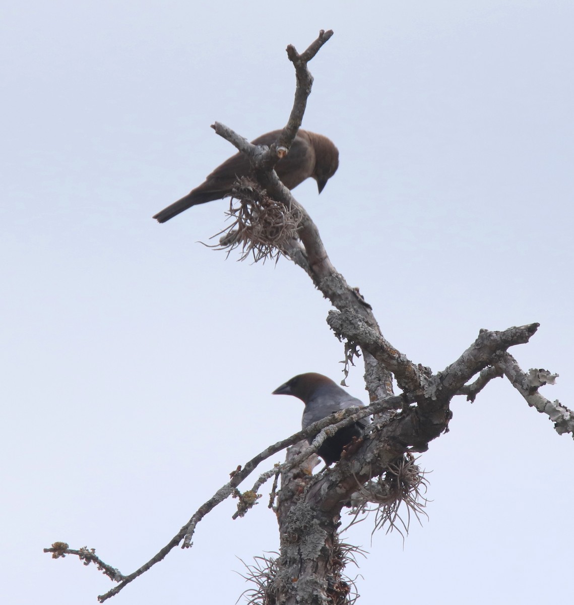 Brown-headed Cowbird - ML632521498