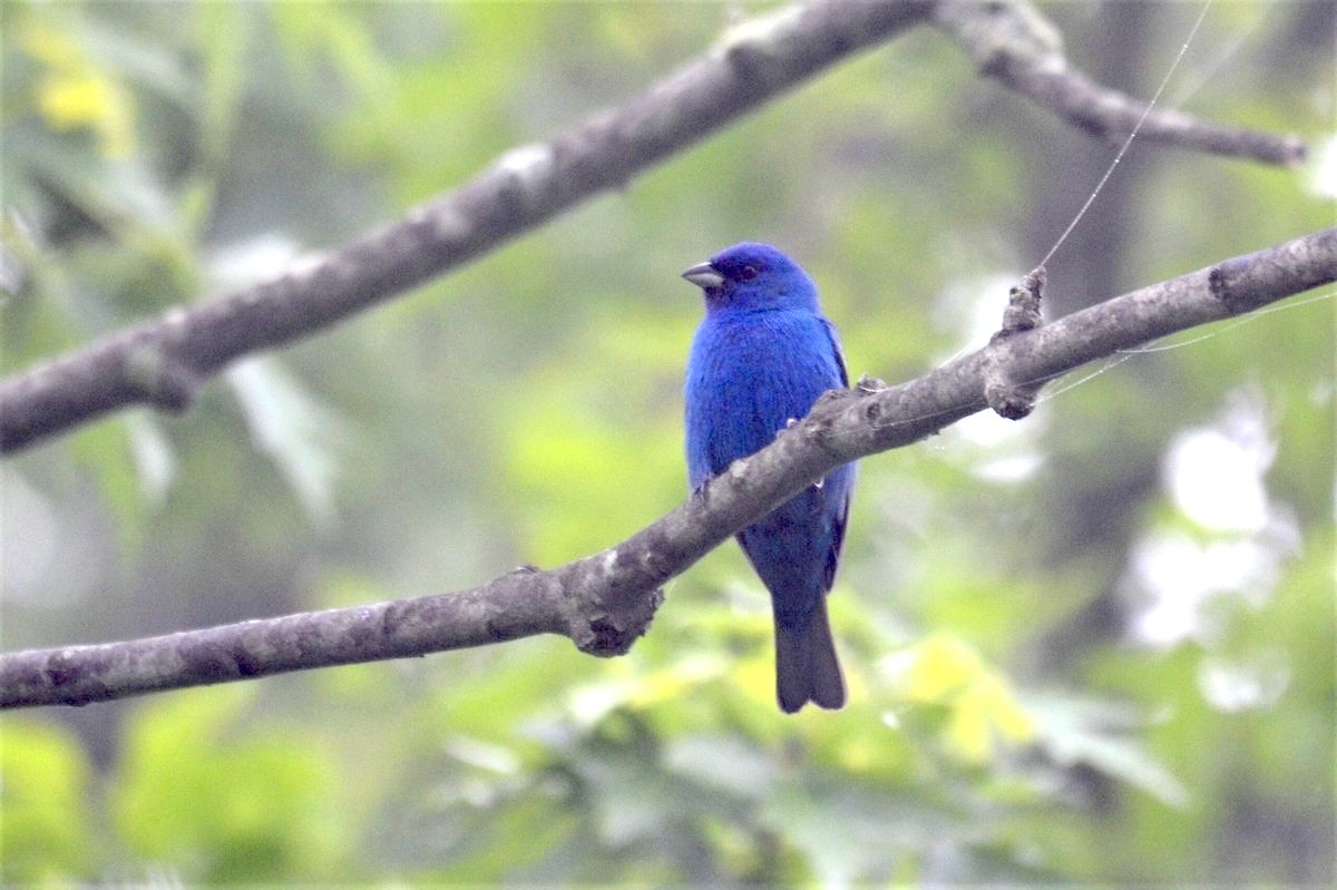 Indigo Bunting - ML632521675