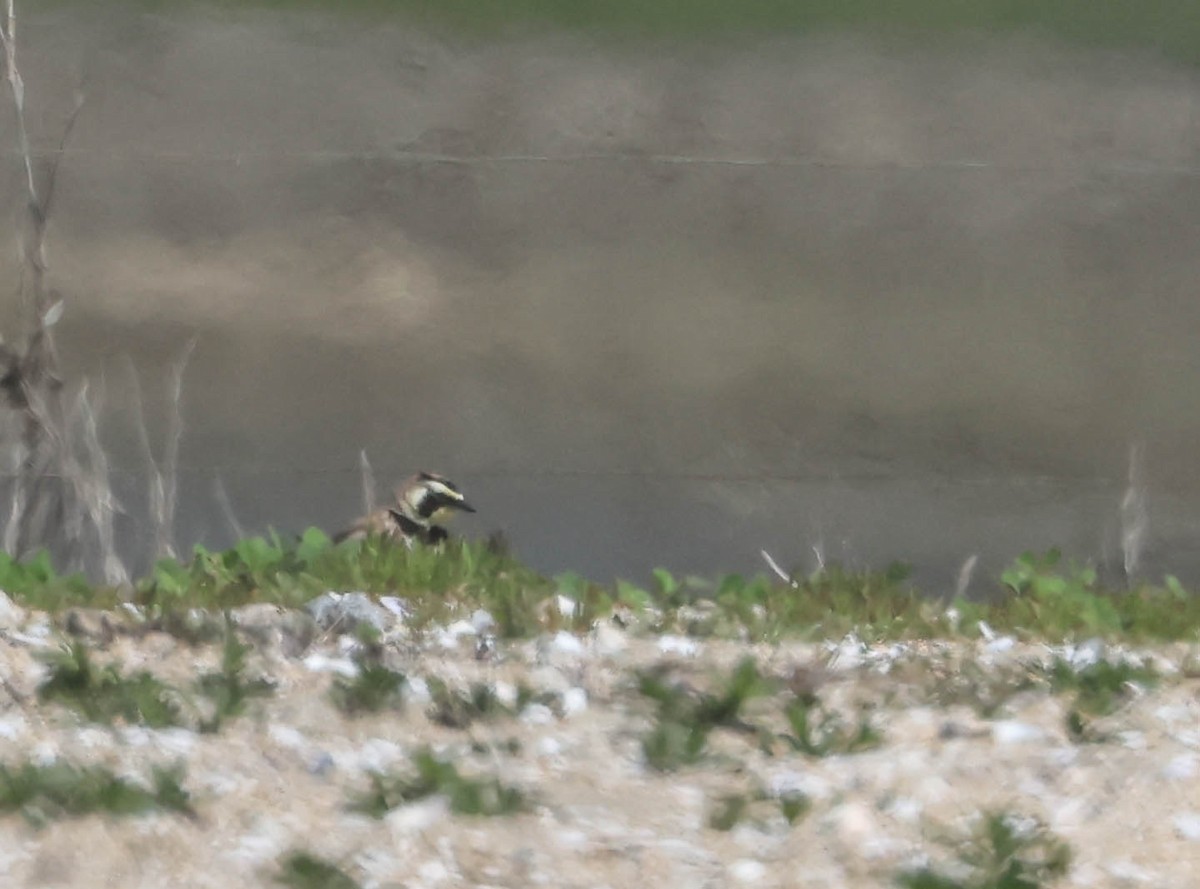 Horned Lark - ML632521820