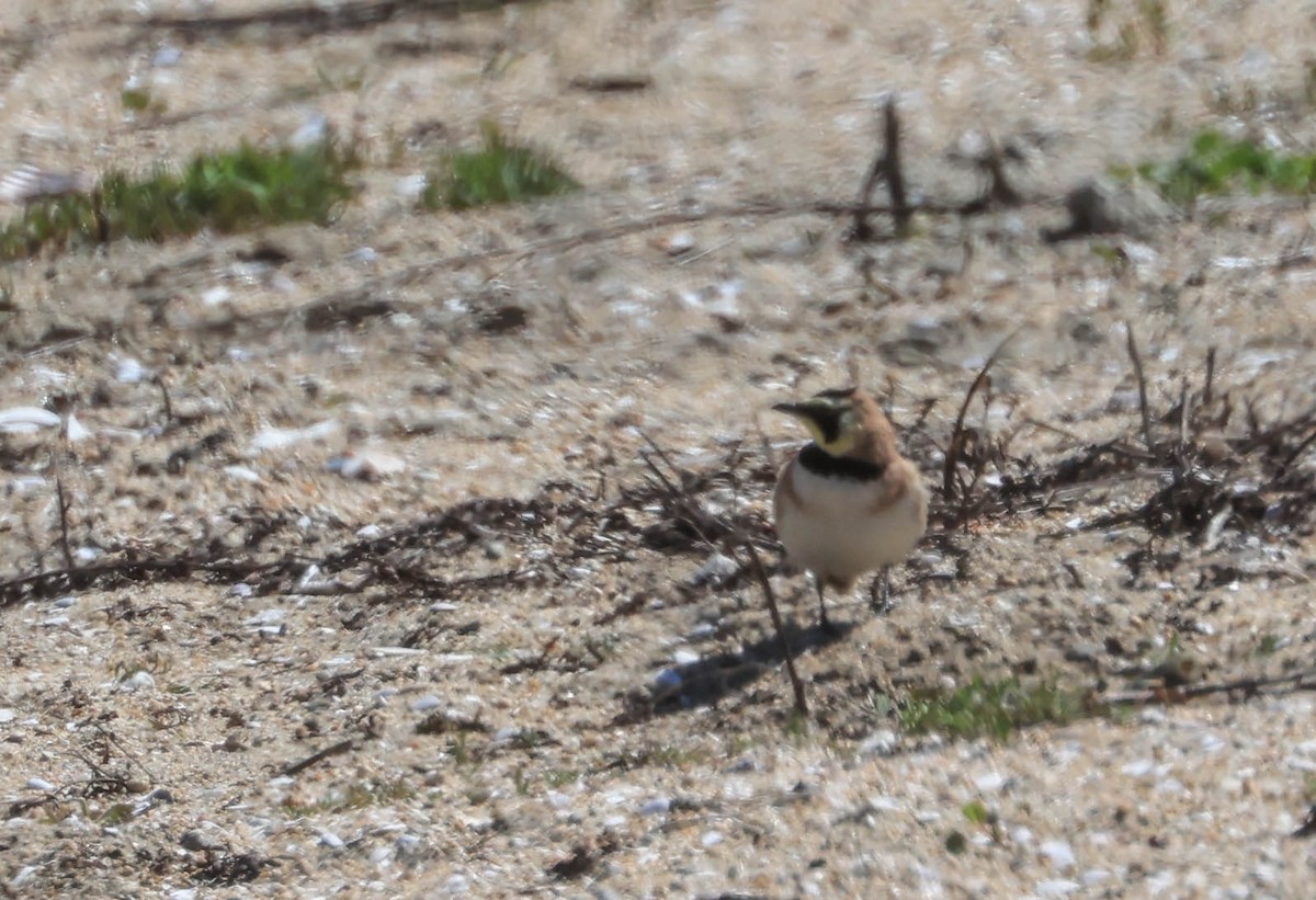 Horned Lark - ML632521824