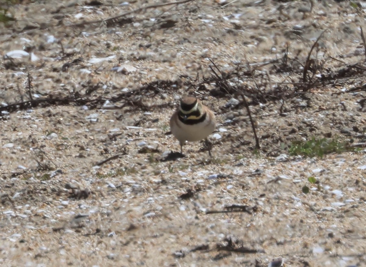 Horned Lark - ML632521825