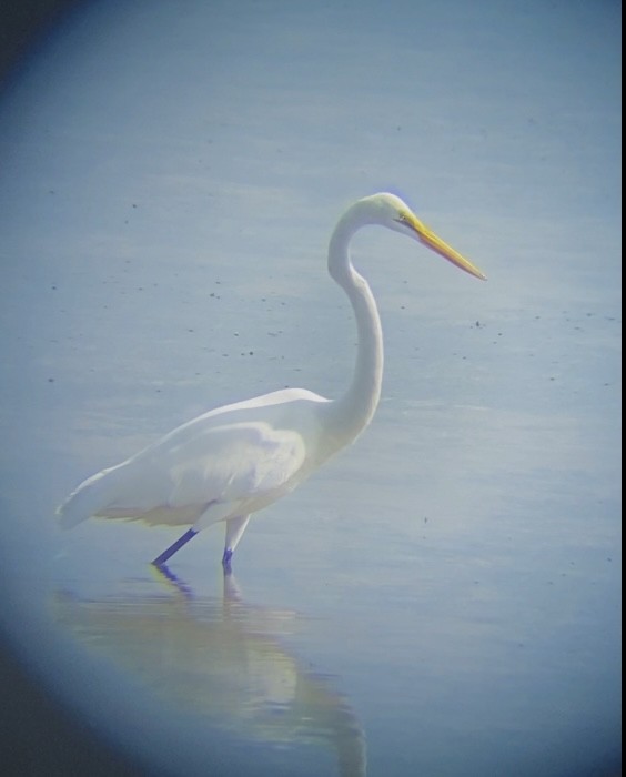 Great Egret - ML632521939
