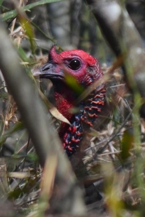 Tacchino selvatico - ML632521951