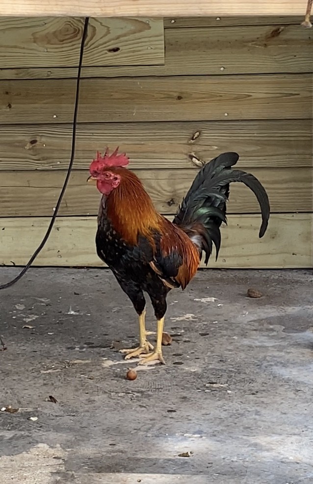 Red Junglefowl - ML632522027