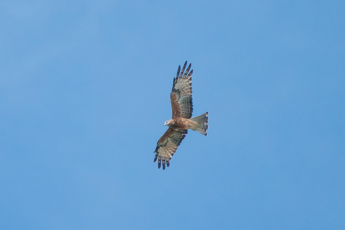 luňákovec australský - ML632522029