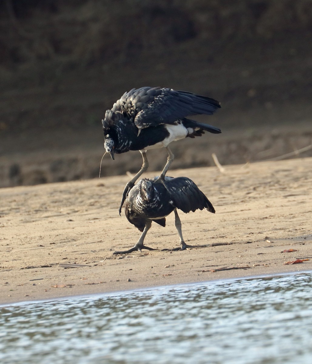 Horned Screamer - ML632522333