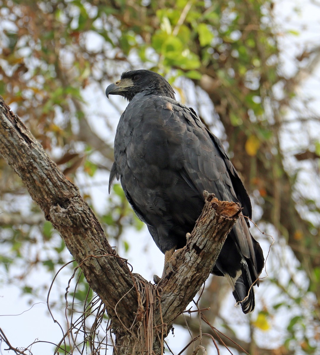 Great Black Hawk - ML632522358