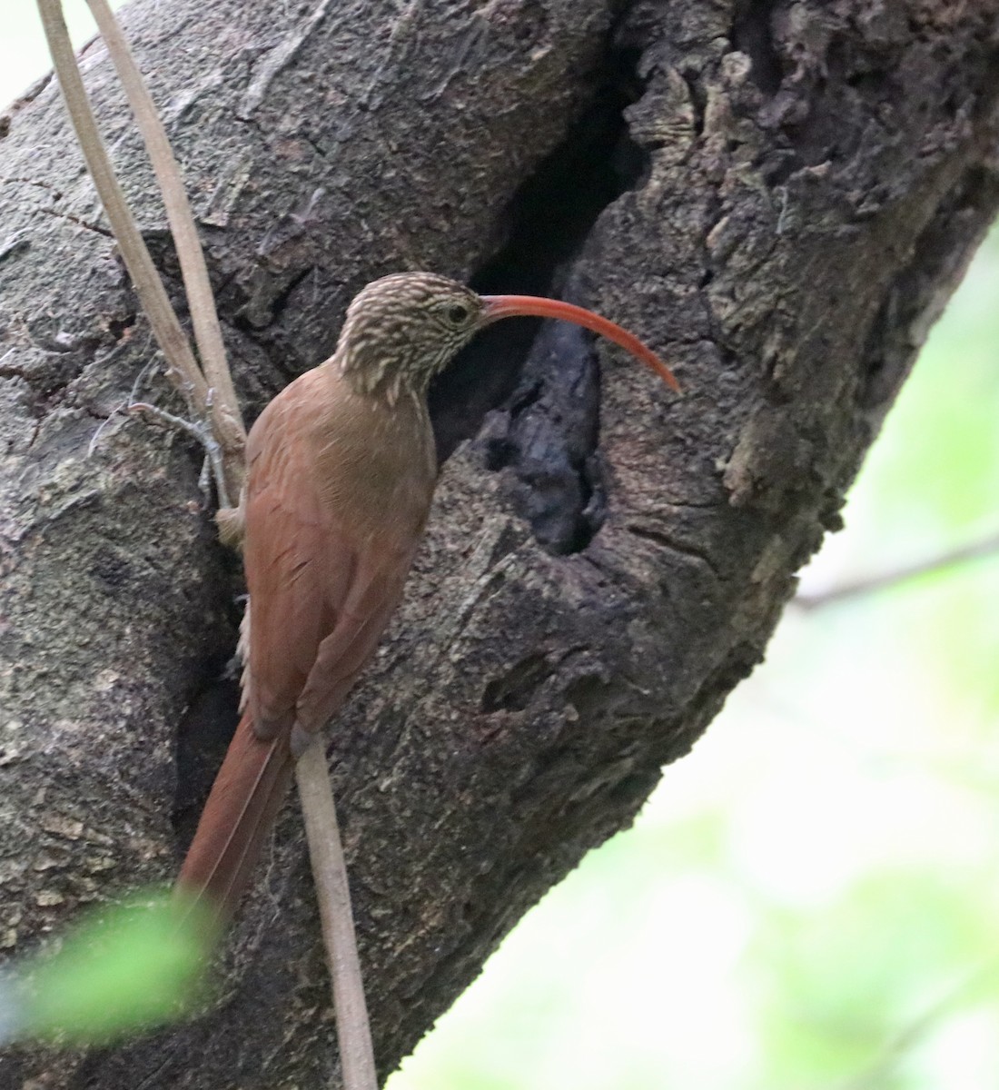 Red-billed Scythebill - ML632522387