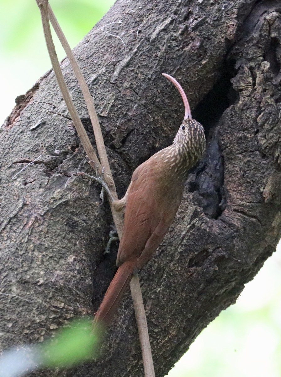 Red-billed Scythebill - ML632522388