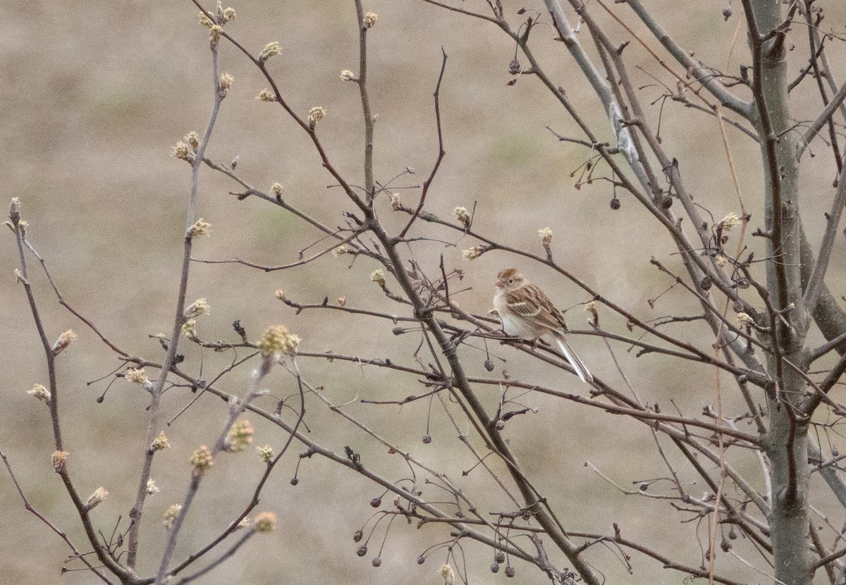 Field Sparrow - ML632522397