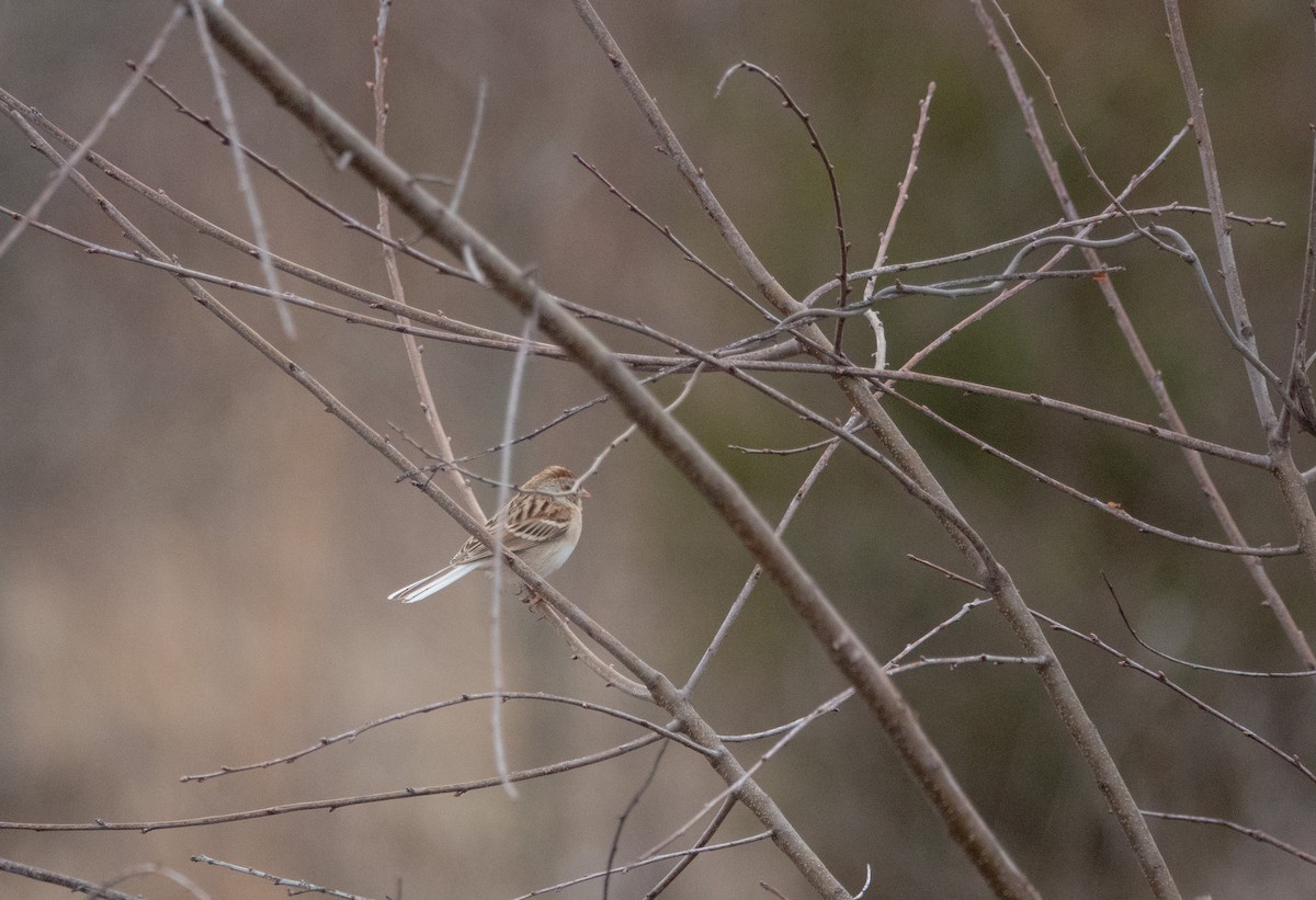 Field Sparrow - ML632522405