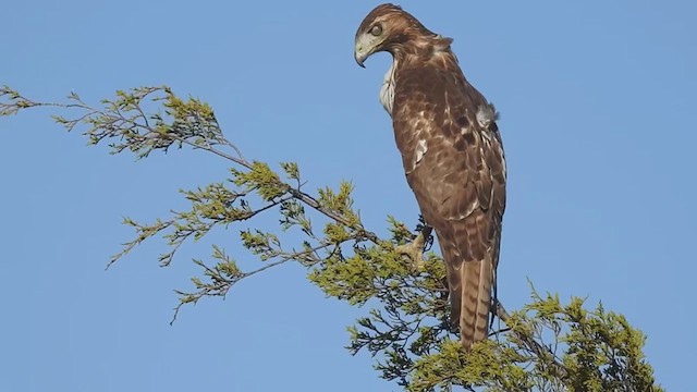 Buse à queue rousse - ML632522419