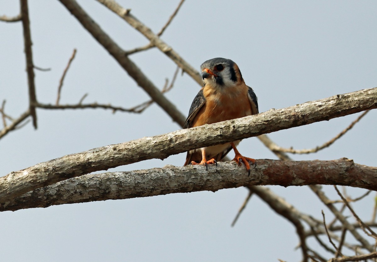 American Kestrel - ML632522487