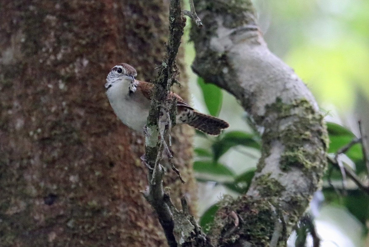 Rufous-and-white Wren - ML632522606
