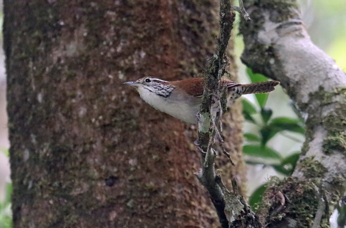 Rufous-and-white Wren - ML632522607