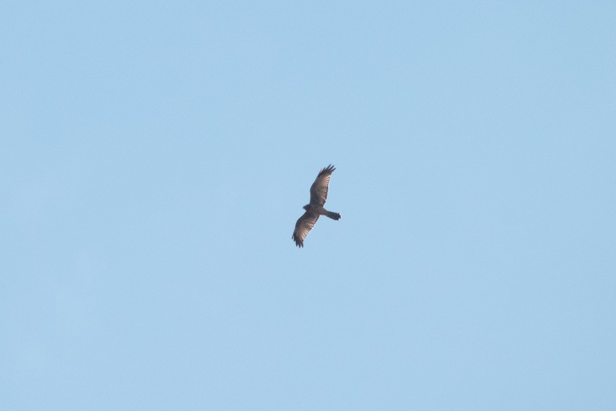 moták kropenatý - ML632522647