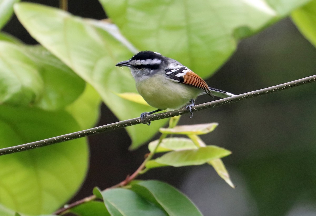Rusty-winged Antwren - ML632522691