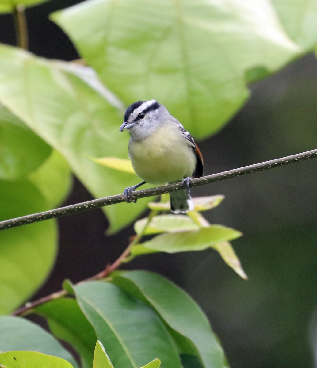 Rusty-winged Antwren - ML632522693