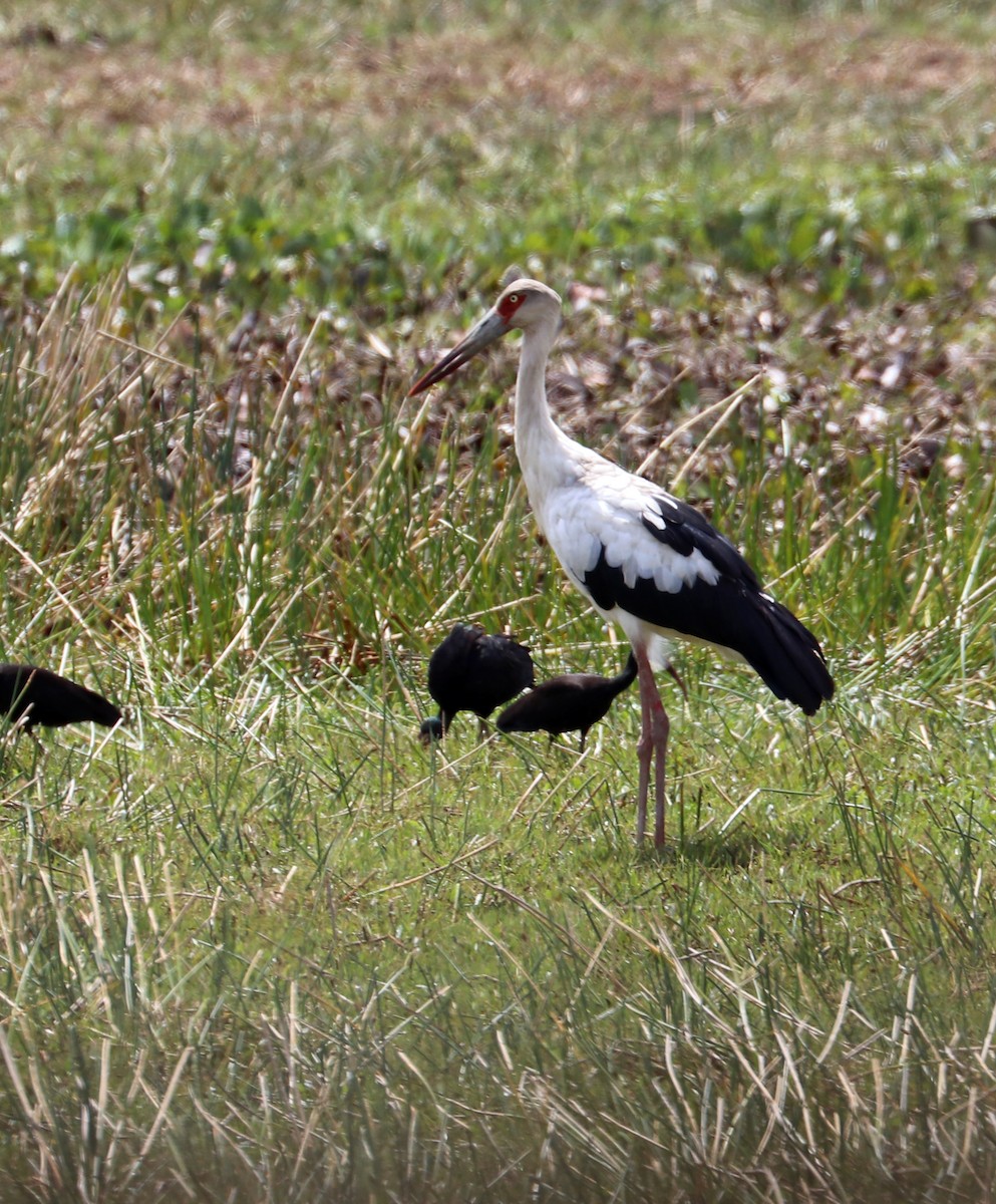 Maguari Stork - ML632522755