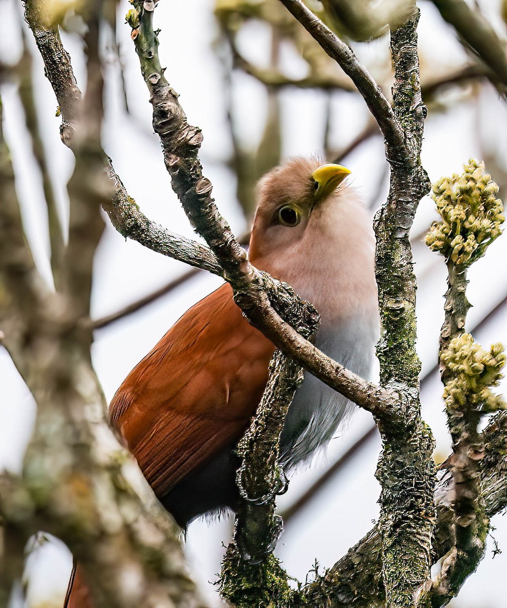 Squirrel Cuckoo - ML632522931