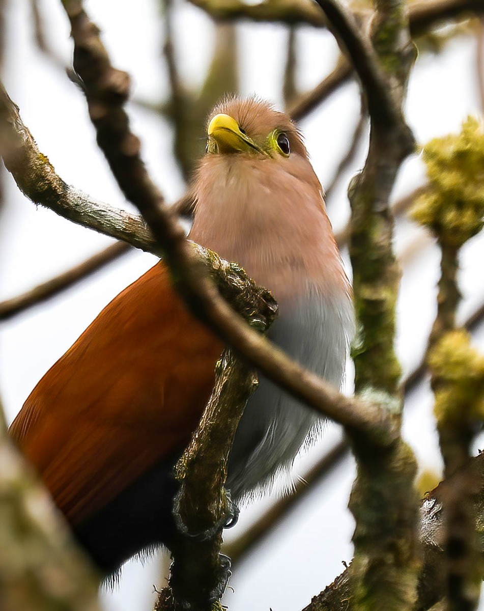 Squirrel Cuckoo - ML632522932