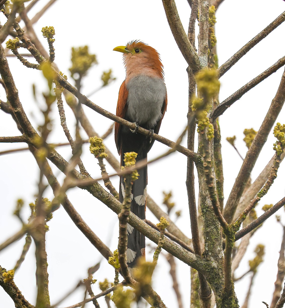 Squirrel Cuckoo - ML632522933