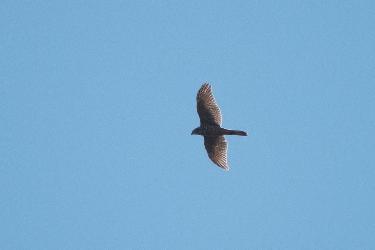 jestřáb australský - ML632522934