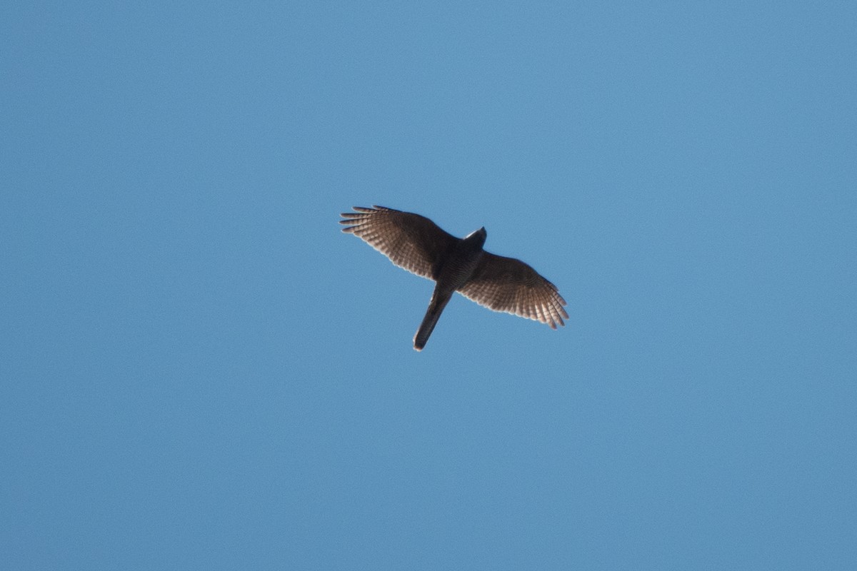 jestřáb australský - ML632522935