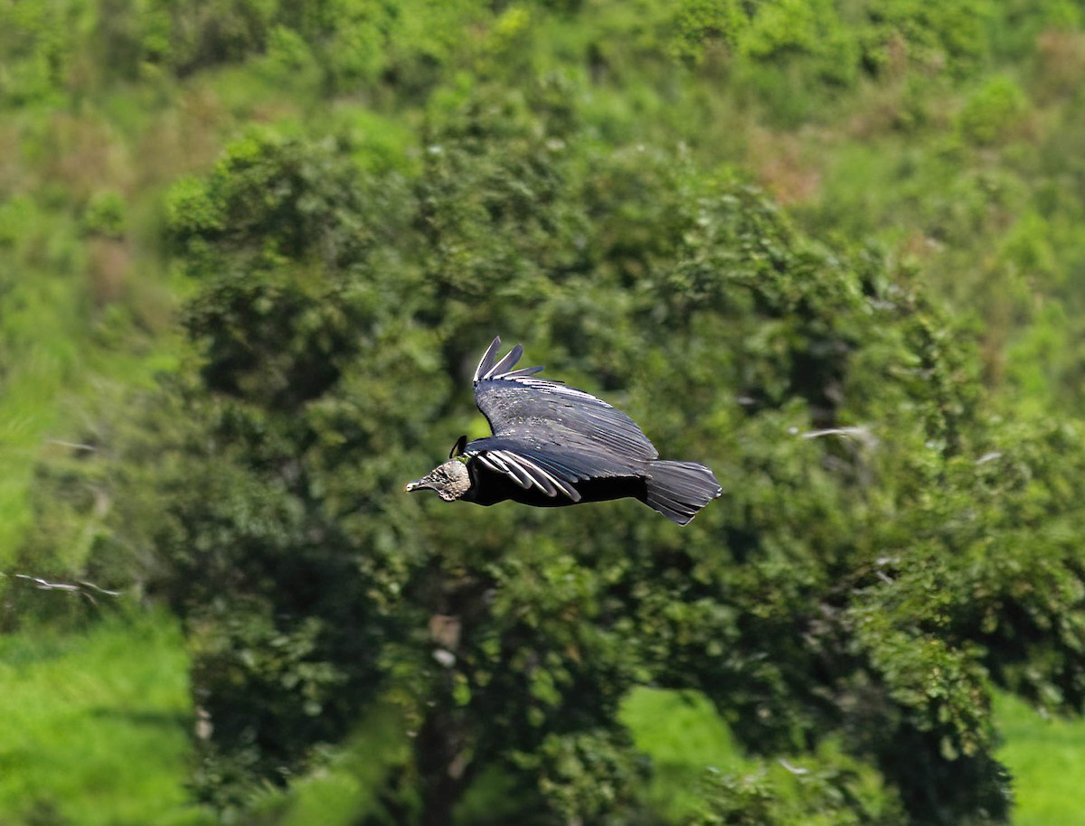 Black Vulture - ML632522964