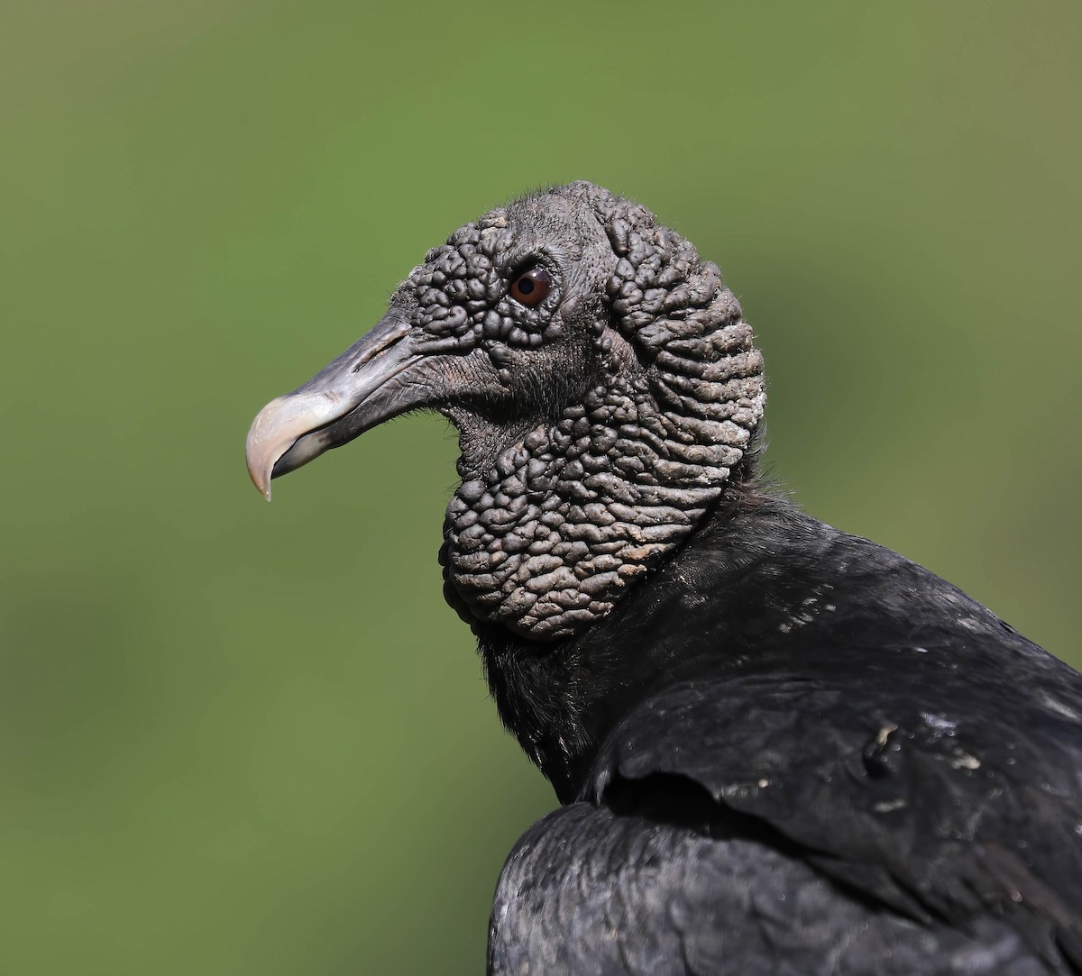 Black Vulture - ML632522992