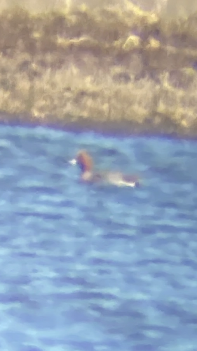 Eurasian Wigeon - ML632523001
