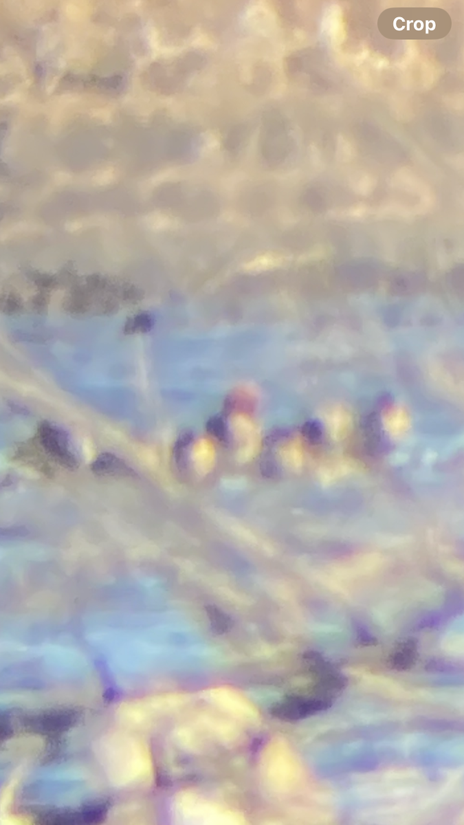 Eurasian Wigeon - ML632523002